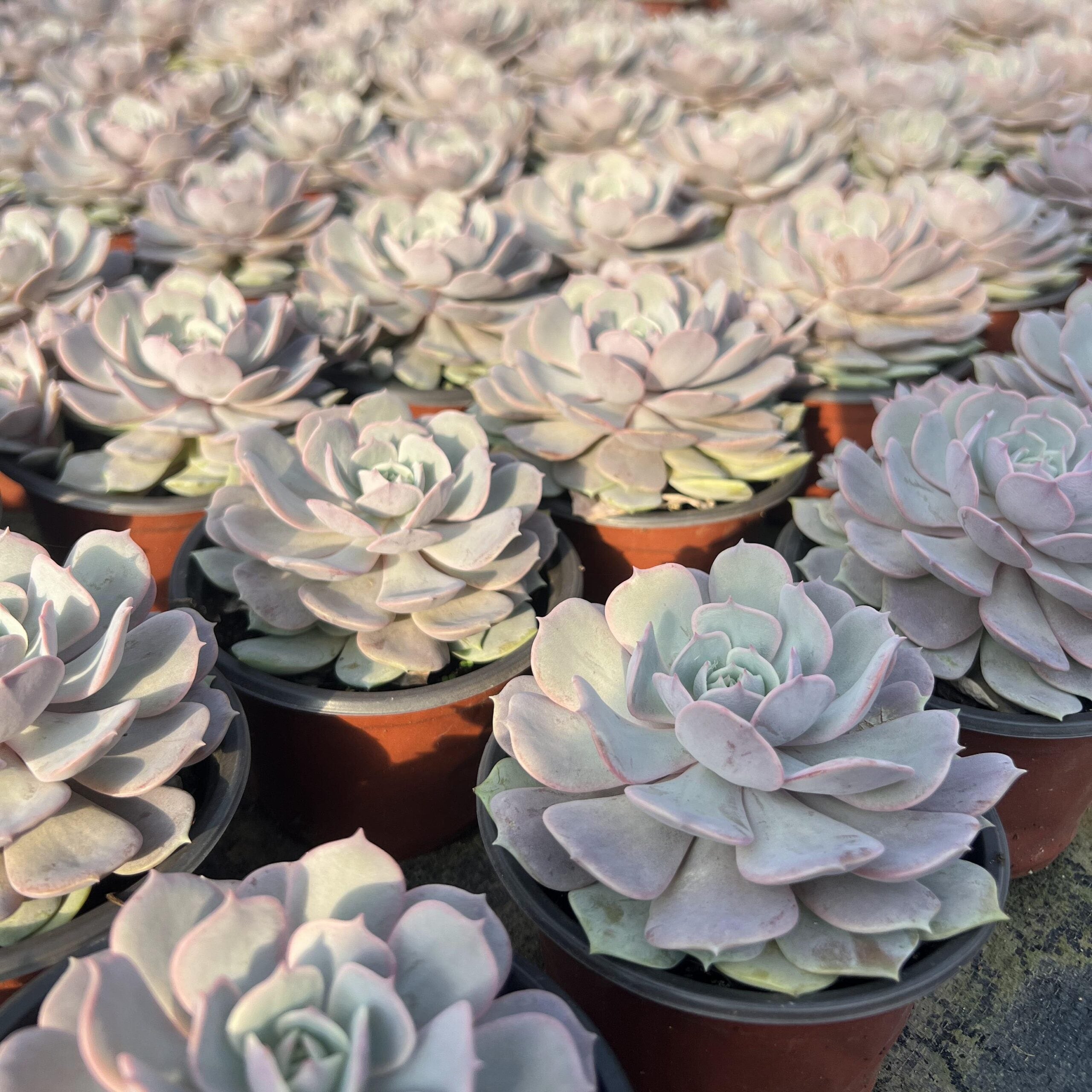 succulent lola Echeveria Lola Succulent,4.75 inch Rare Succulent Echeveria Colias – Hi Succulents
