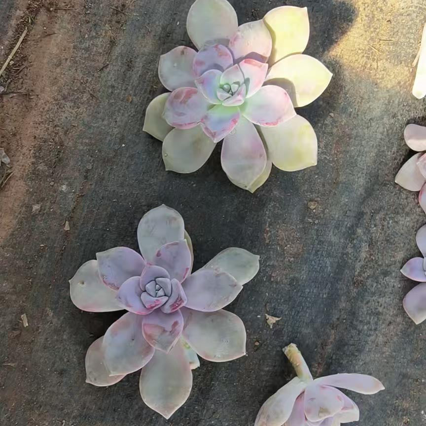 Succulent plants Cutting,Succulent Plant Propagation G. 'Snow-White', cutting*100