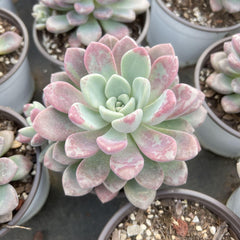 Echeveria Spotted Deer