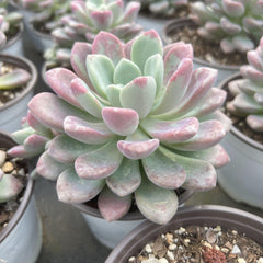 Echeveria Spotted Deer-1