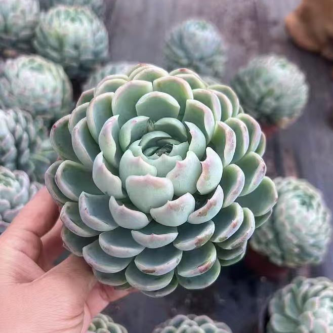 Echeveria Elegans Berry Single head-2