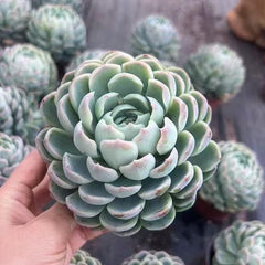 Echeveria Elegans Berry Single head-2