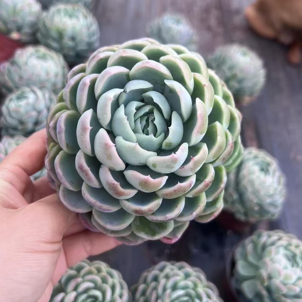 Echeveria Elegans Berry Single head-1
