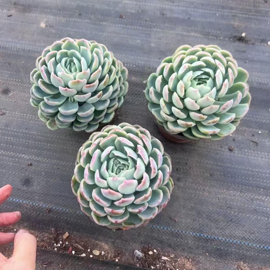 Echeveria Elegans Berry Single head
