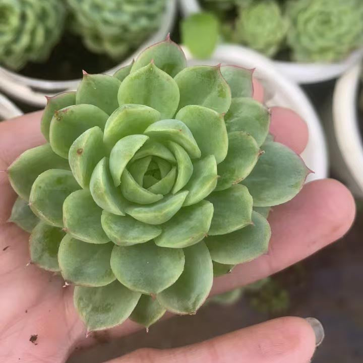 100 succulent cuttings Succulent plants Cutting,Succulent Plant Propagation – Hi Succulents