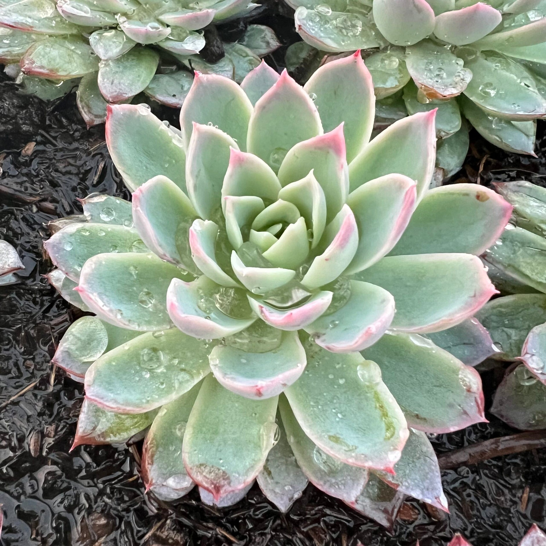 Echeveria – Hi Succulents