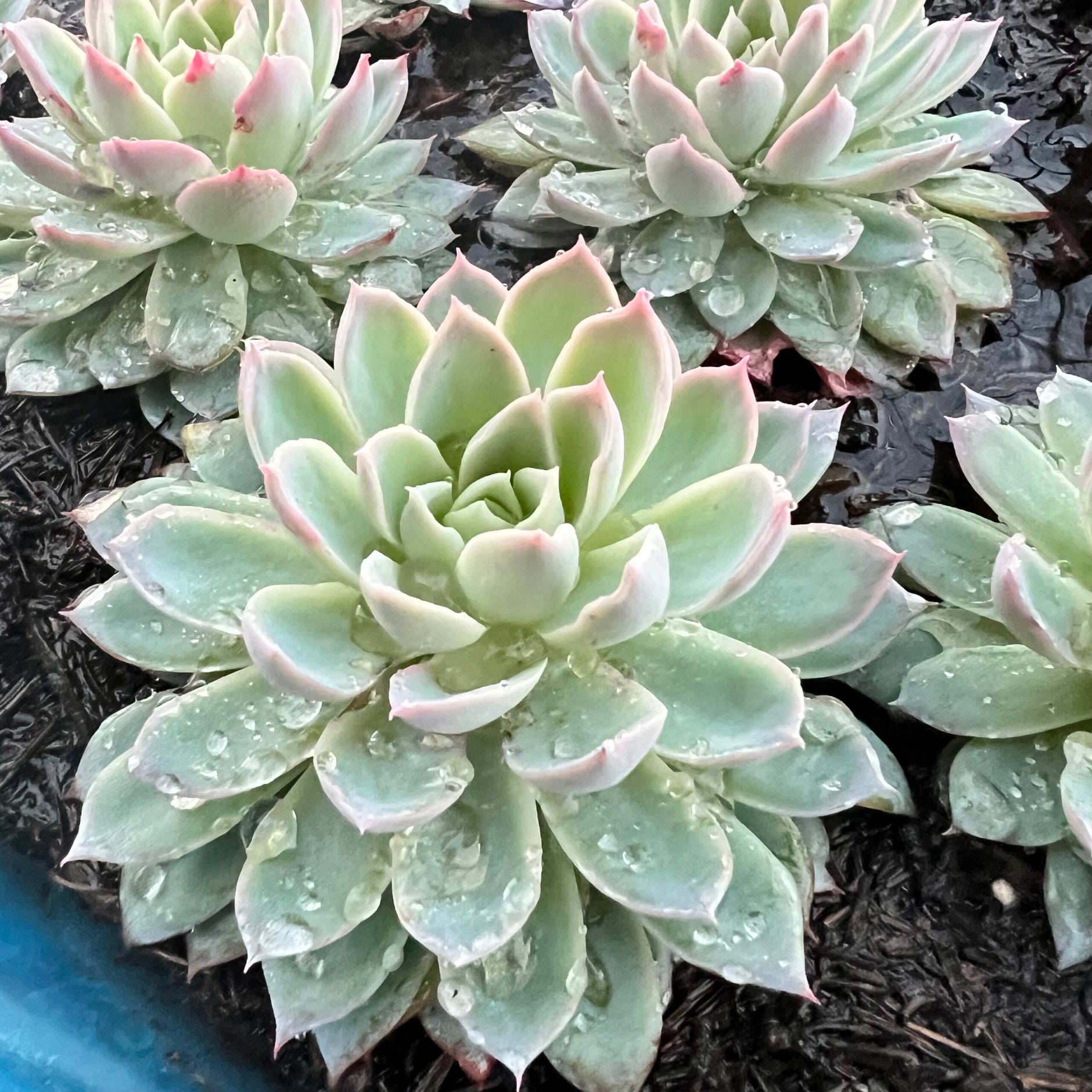 Echeveria – Hi Succulents