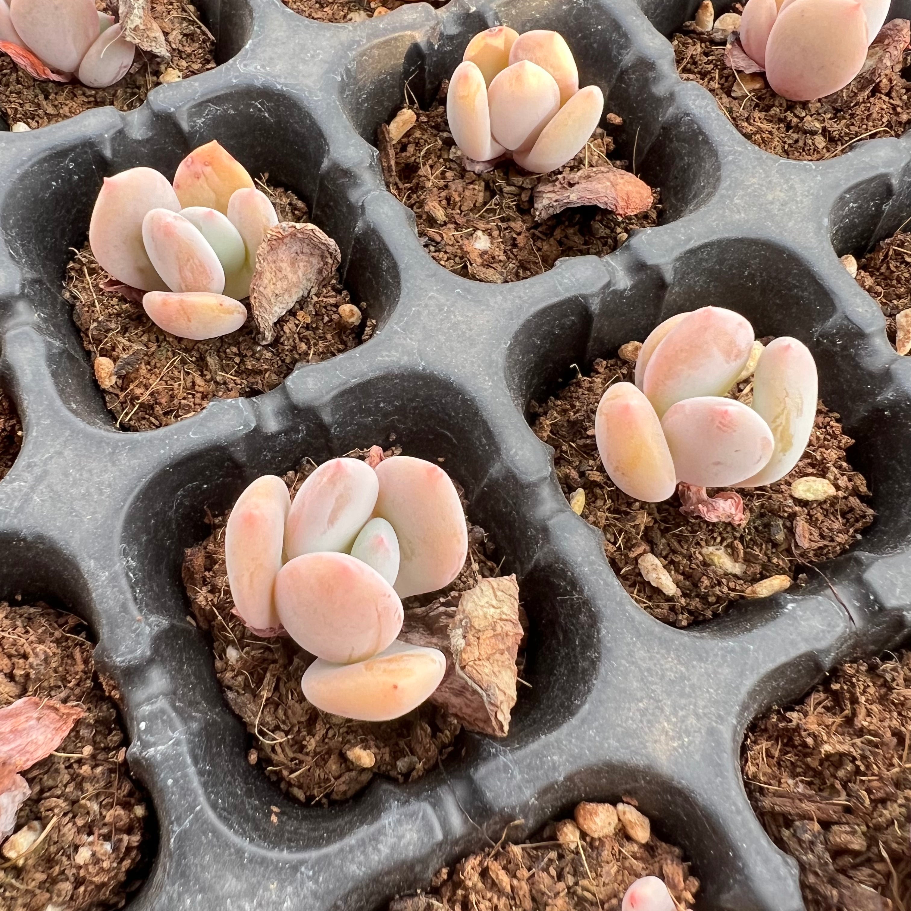 Transparent Root Growth Planter Container for Succulents/Seedlings