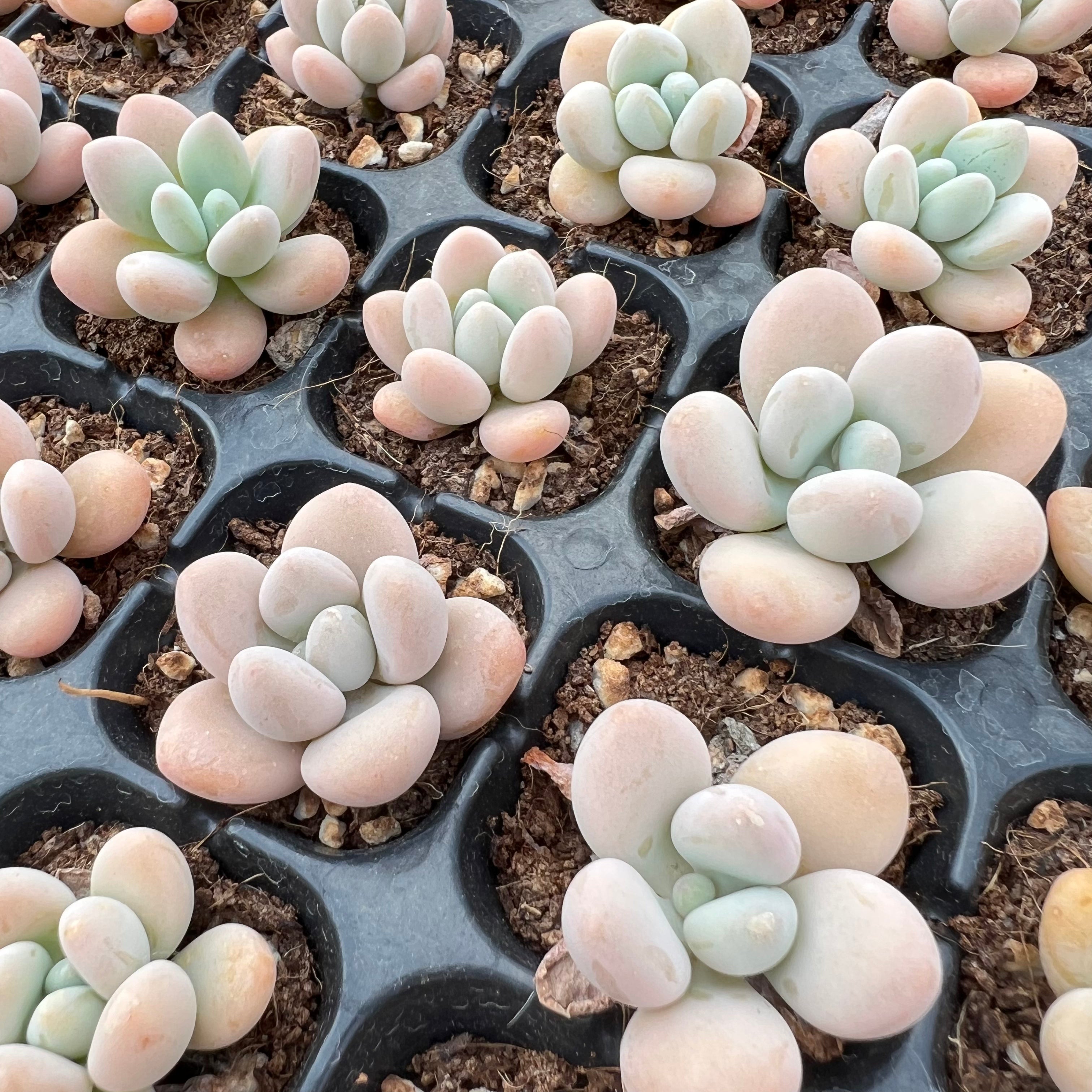 Transparent Root Growth Planter Container for Succulents/Seedlings
