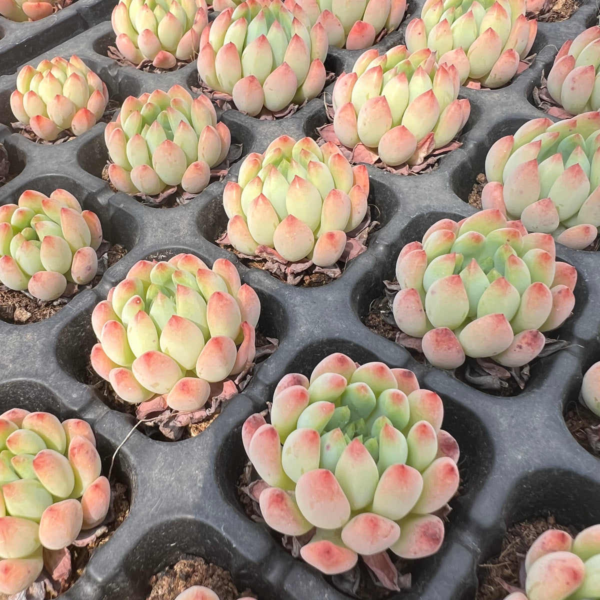 Transparent Root Growth Planter Container for Succulents/Seedlings