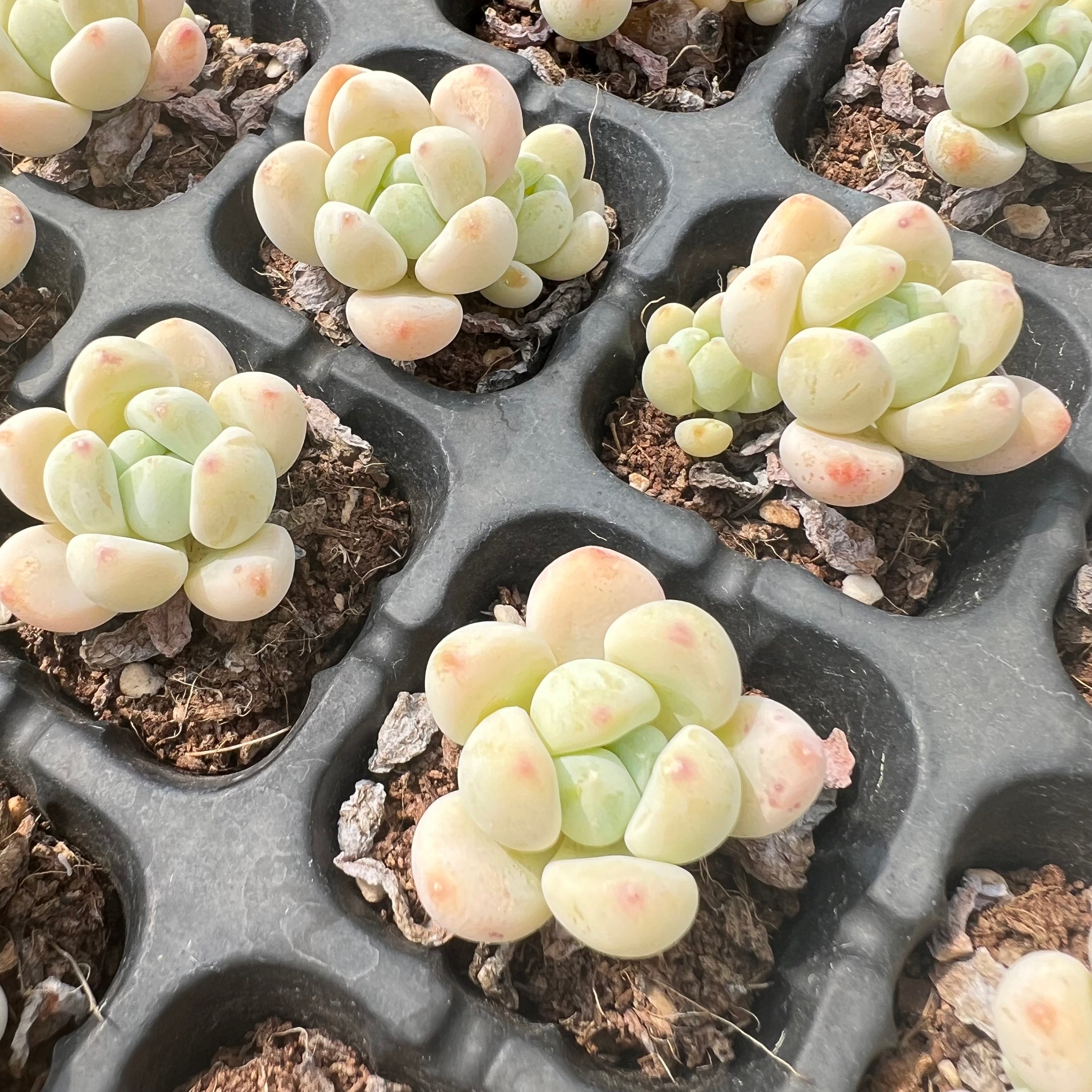 Transparent Root Growth Planter Container for Succulents/Seedlings