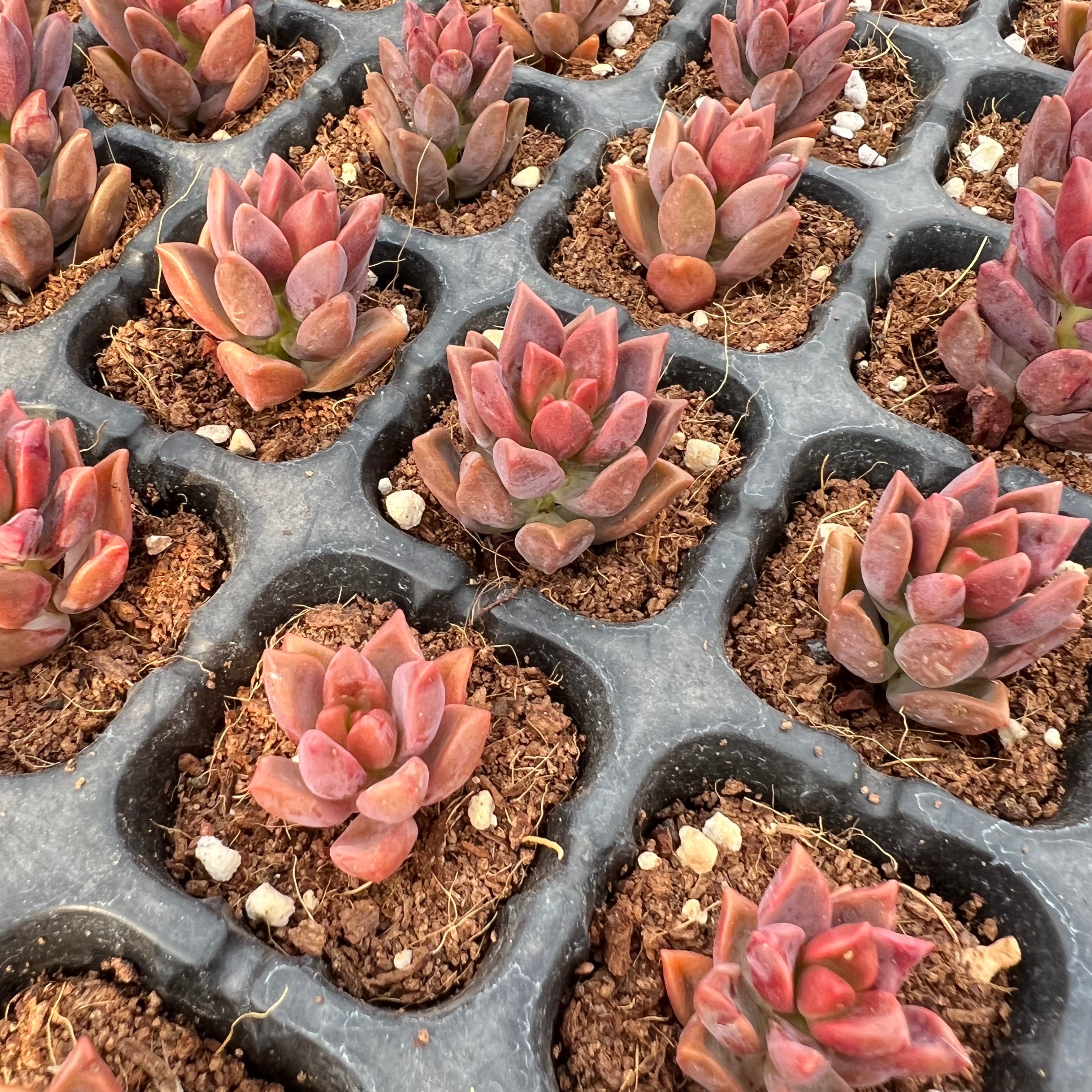 Transparent Root Growth Planter Container for Succulents/Seedlings