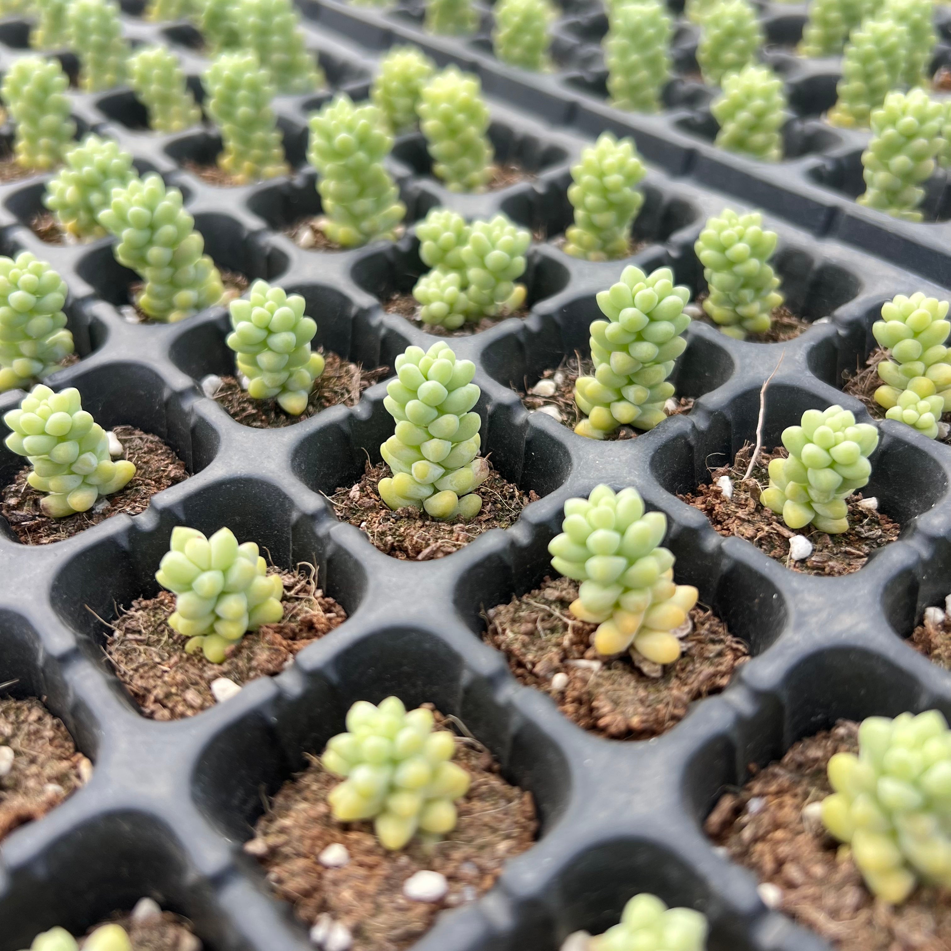 growing succulents in containers Transparent Root Growth Planter Container for Succulents/Seedlings – Hi Succulents