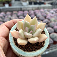 Single & Classic Succulents