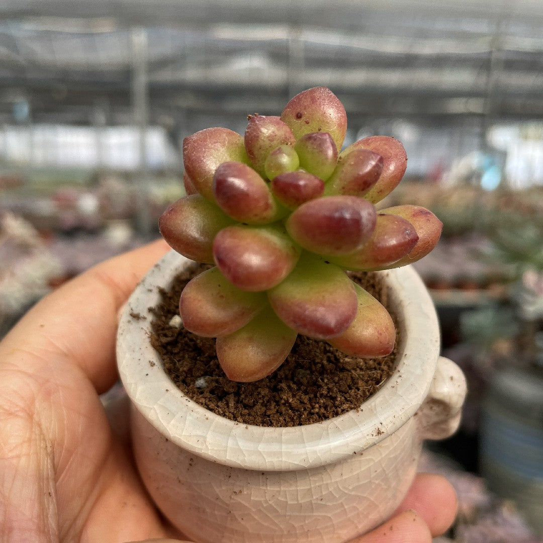 succulent h Mature & Trained Succulent – Hi Succulents