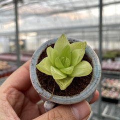 Jelly & Translucent Succulents-Crystal Clear 'Window' Succulents