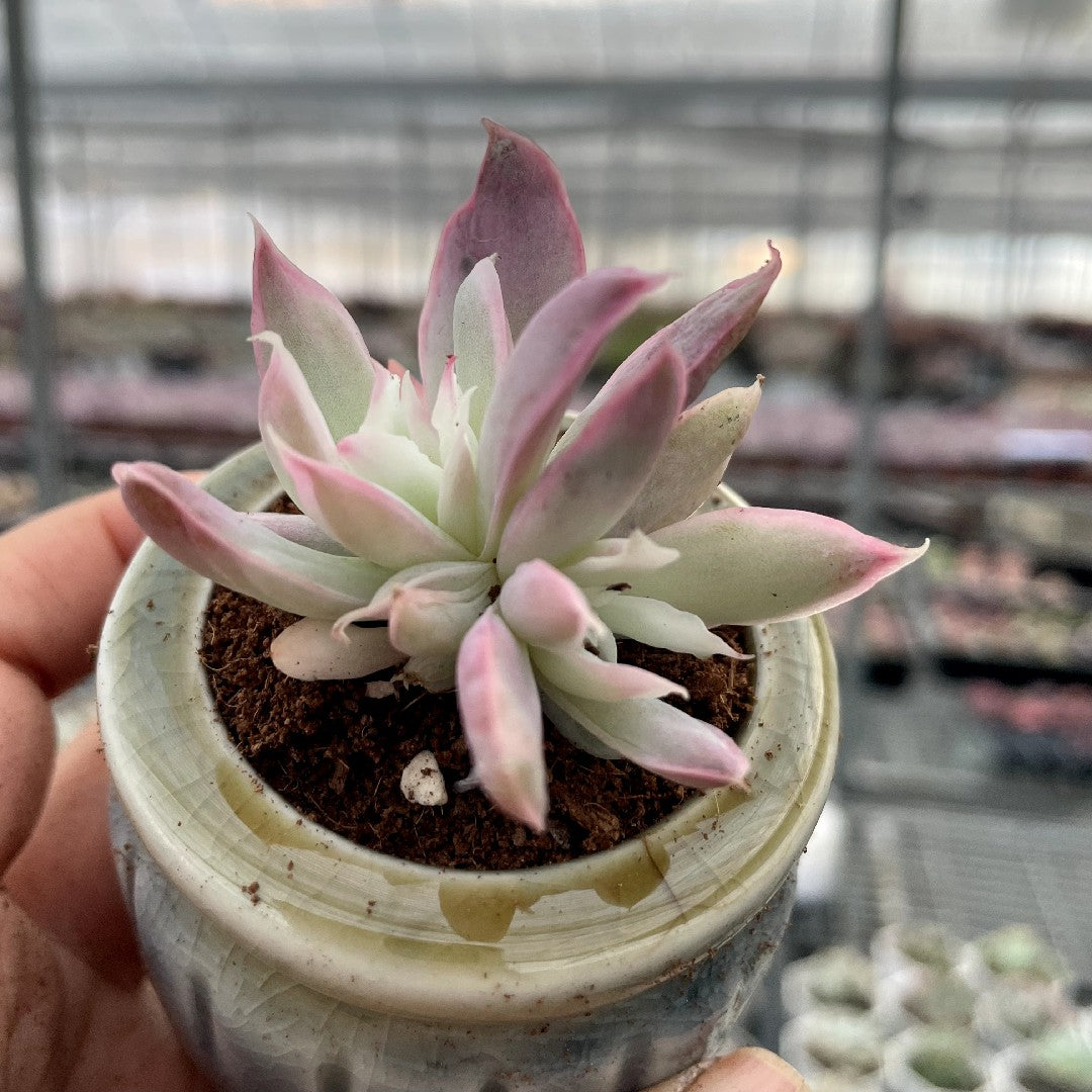 Variegated Colorful Succulents Rainbow Colors Painted Leaves