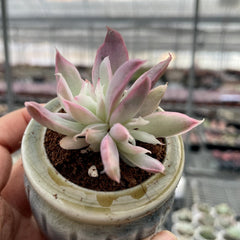 Variegated Colorful Succulents Rainbow Colors Painted Leaves