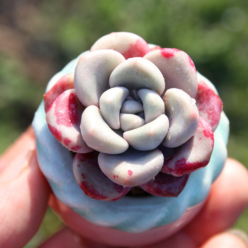 mini pink succulents Mini Succulent Assortment Just Unbox & Enjoy – Hi Succulents