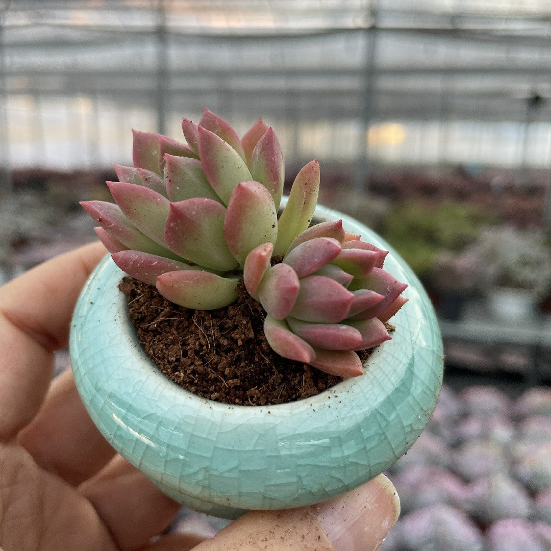 bushy succulents Cluster & Bushy Succulents – Hi Succulents