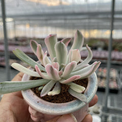 Variegated Colorful Succulents Rainbow Colors Painted Leaves