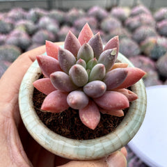 Plump & Chubby Succulents with Pot & Soil