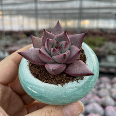 Pointed & Waxy Succulents