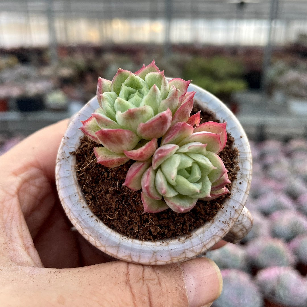bushy succulents Cluster & Bushy Succulents – Hi Succulents