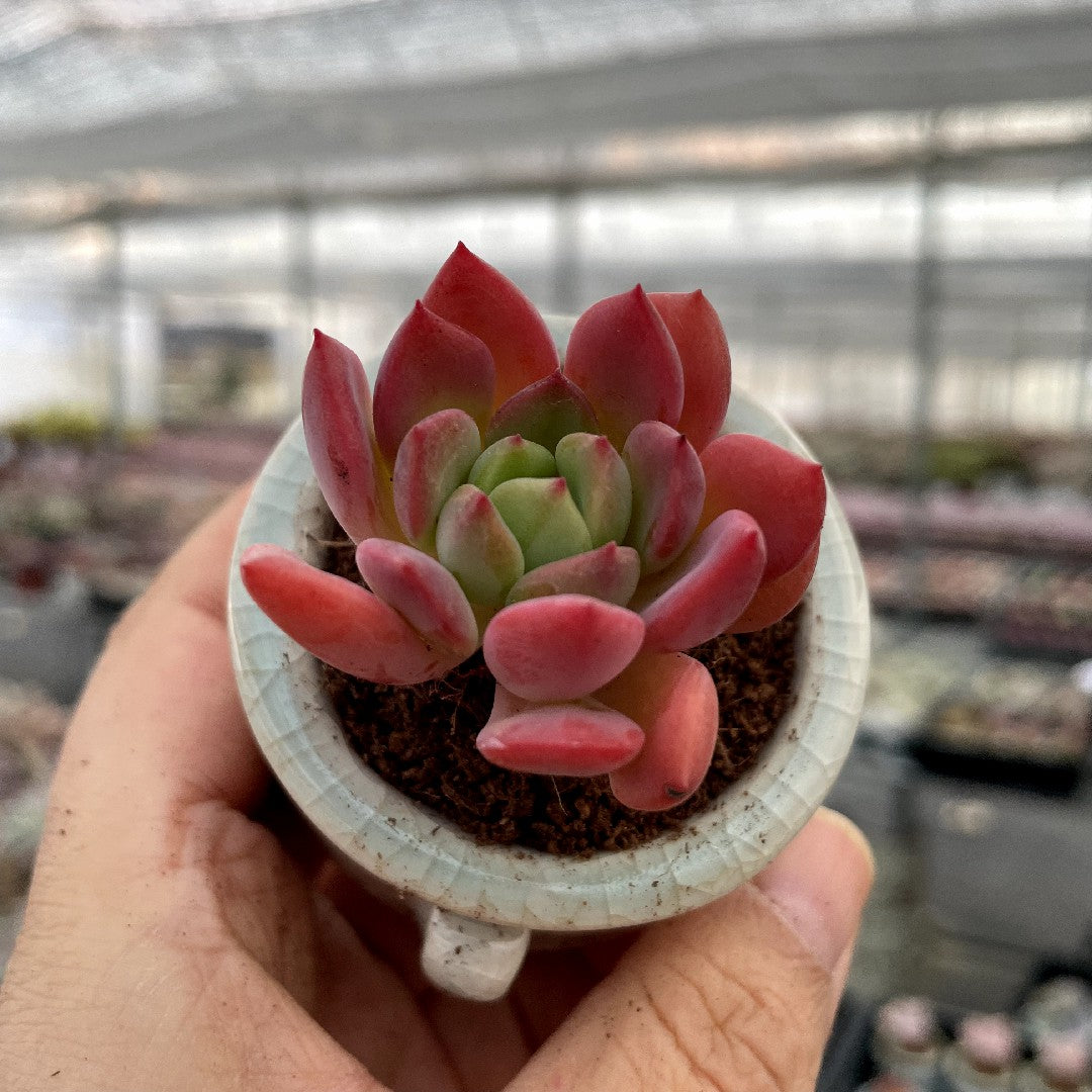 Plump & Chubby Succulents with Pot & Soil