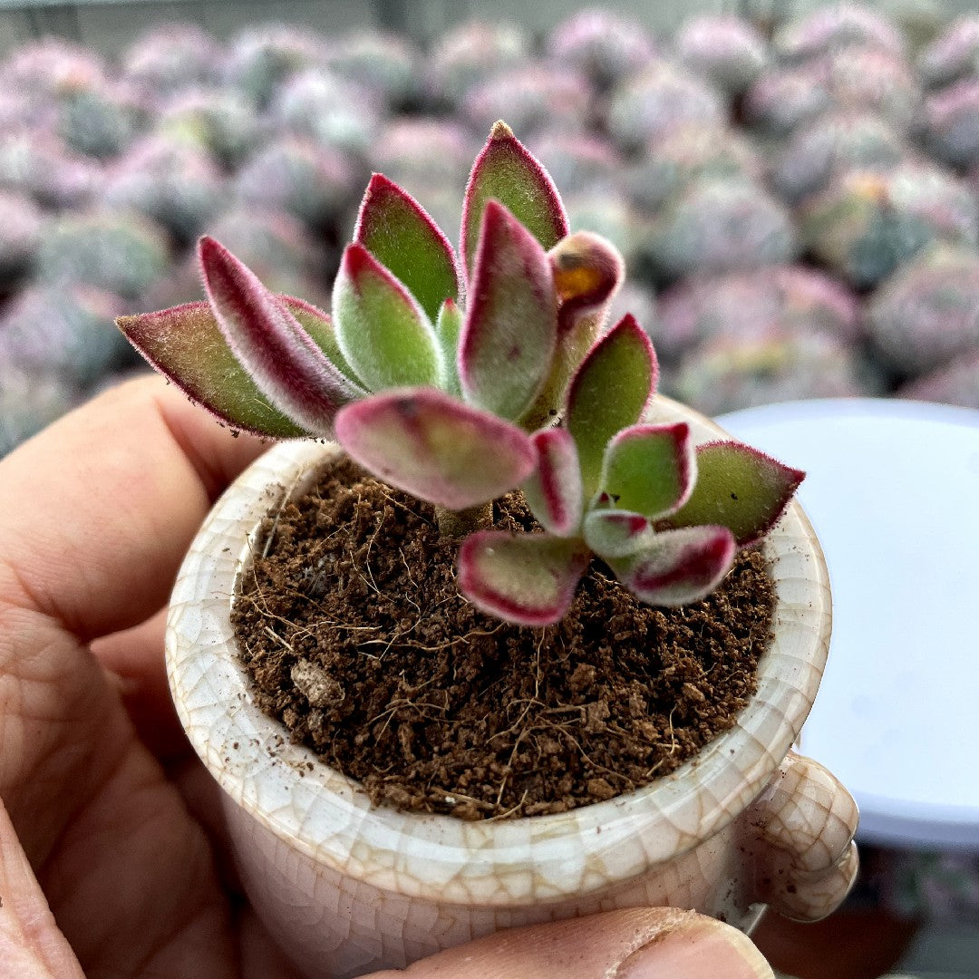 small bushy succulent Cluster & Bushy Succulents – Hi Succulents