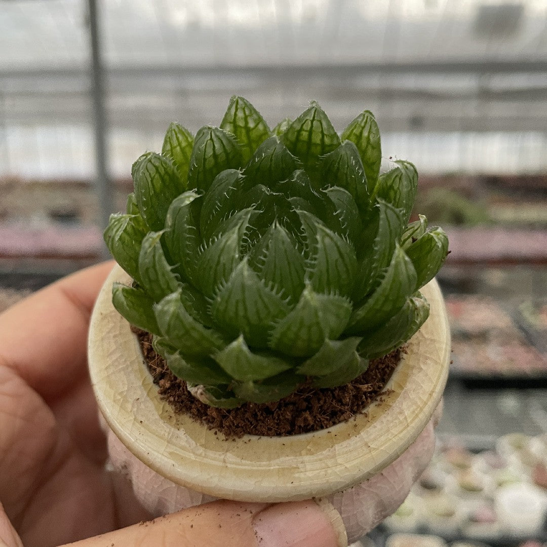 clear succulent leaves Jelly & Translucent Succulents-Crystal Clear 'Window' Succulents – Hi Succulents