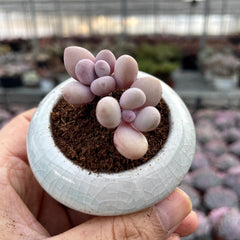 Chubby Rounded Succulents