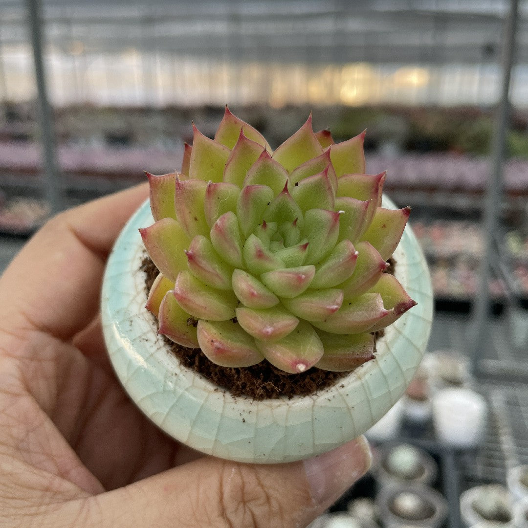 ice princess succulent Ice Queen Succulents