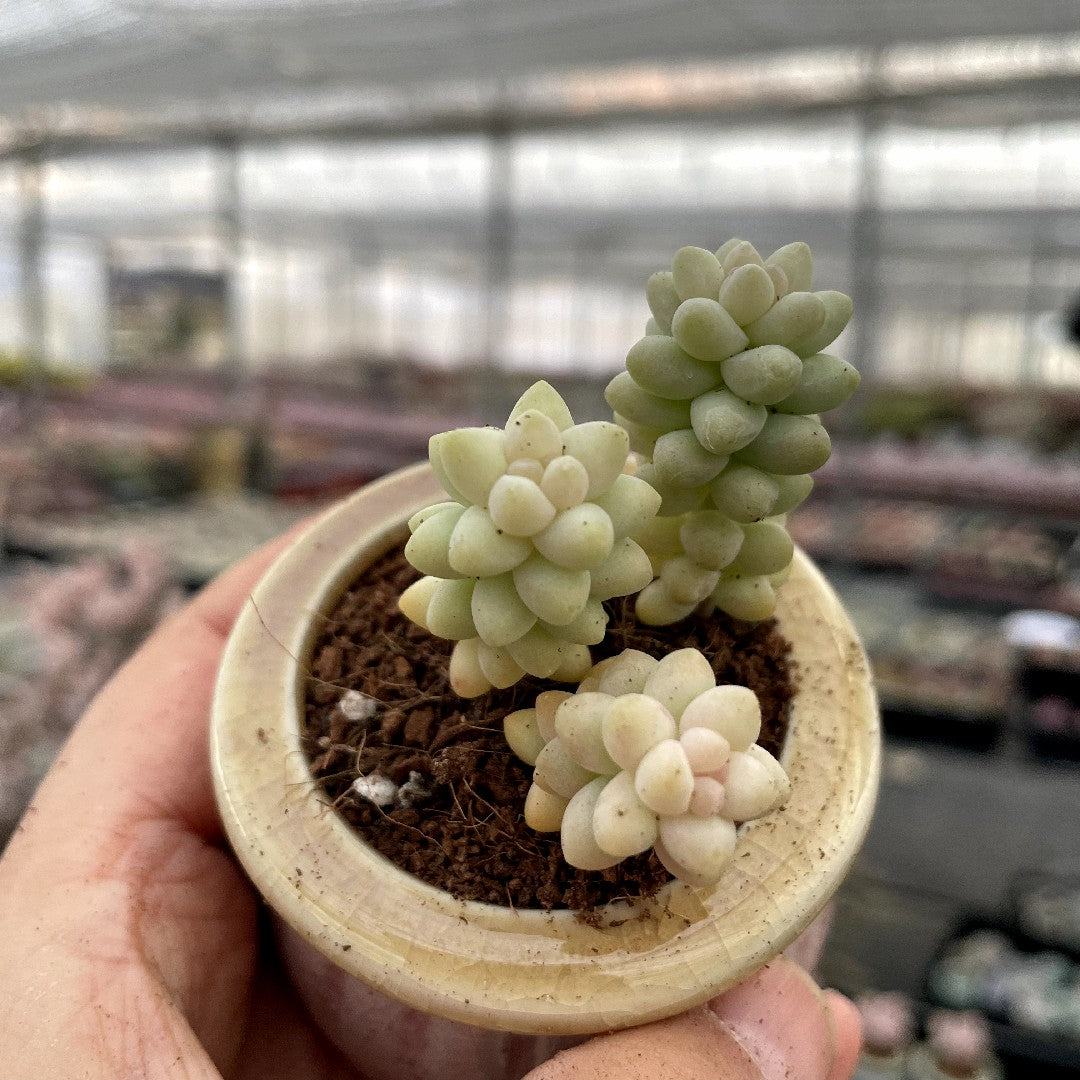 small bushy succulent Cluster & Bushy Succulents – Hi Succulents