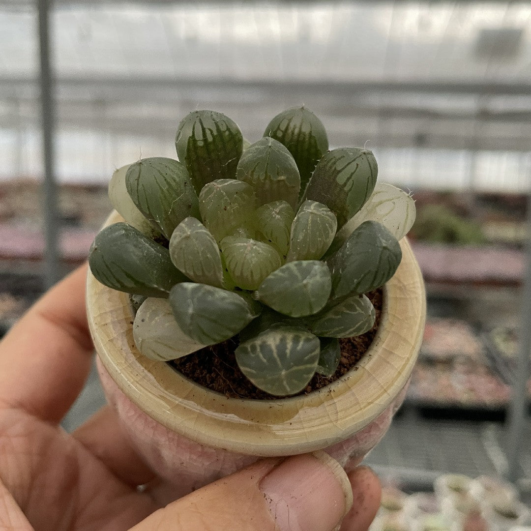 succulents with clear leaves Jelly & Translucent Succulents-Crystal Clear 'Window' Succulents – Hi Succulents