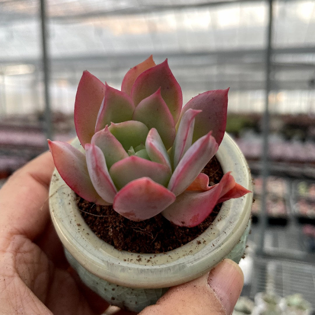 unboxing succulents Mini Succulent Assortment Just Unbox & Enjoy – Hi Succulents