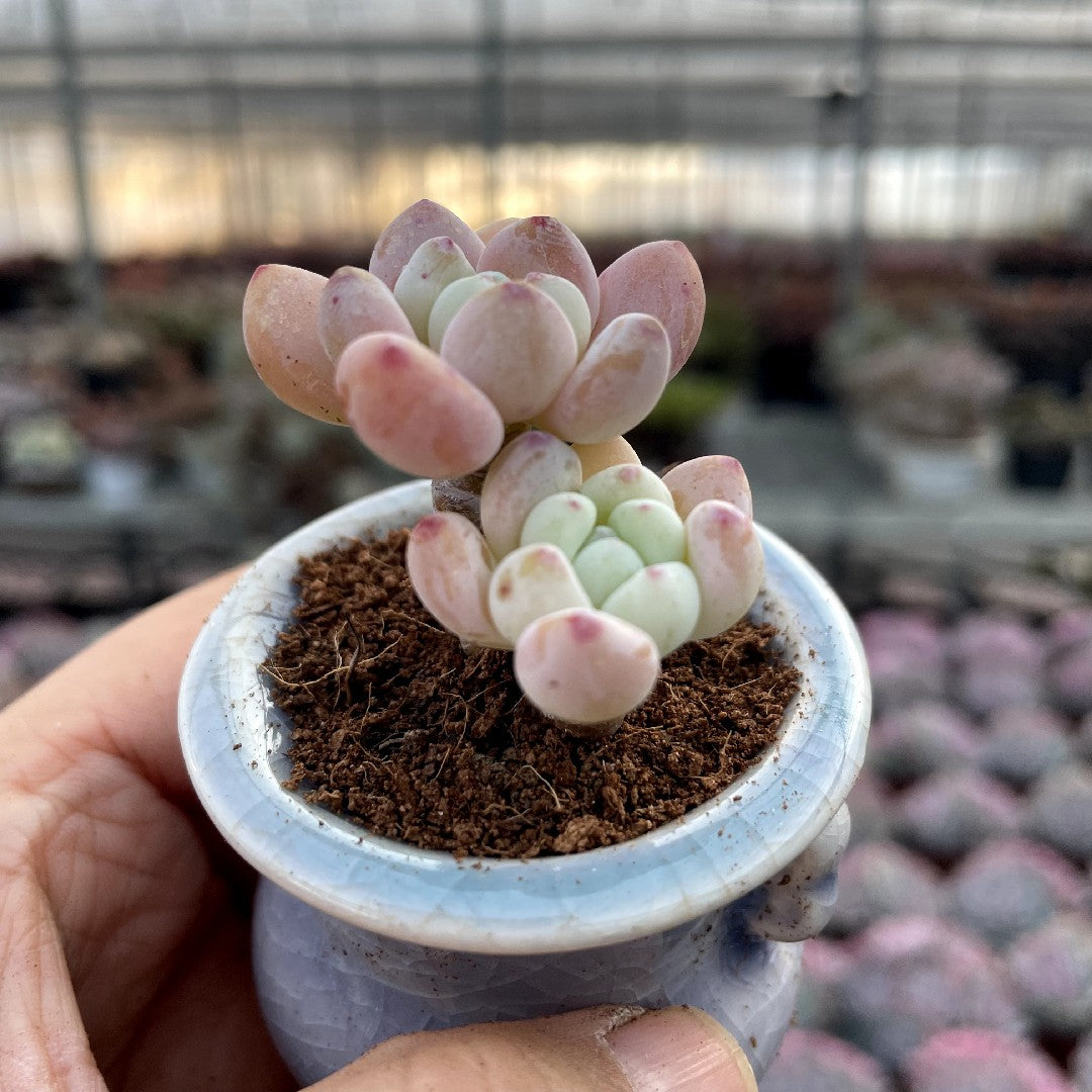 chubby succulents Chubby Rounded Succulents – Hi Succulents