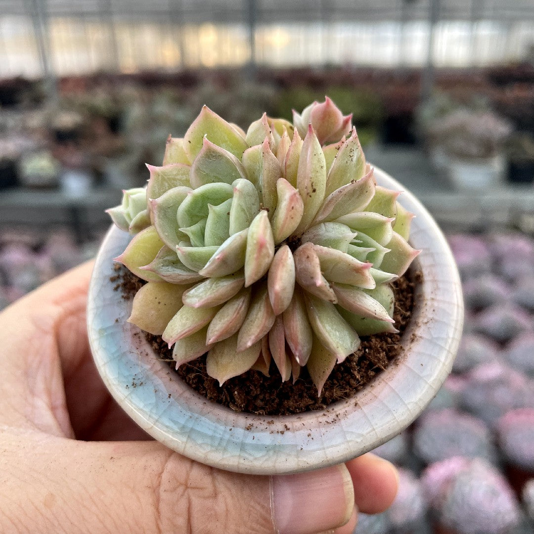 bushy succulent Cluster & Bushy Succulents – Hi Succulents