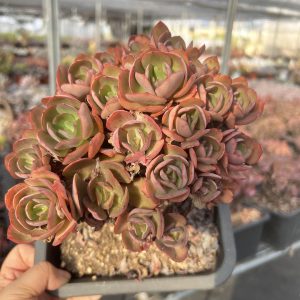 7.5‘’Echeveria 'Suyon'，Cluster 18cm Pot Unique Gift, Hand Selected Bare Roots Delivery Ideal for landscaping, gardens Real House Plant for Indoor Outdoor Home. for Office Wedding Decoration DIY Projects Party Favor Gift.