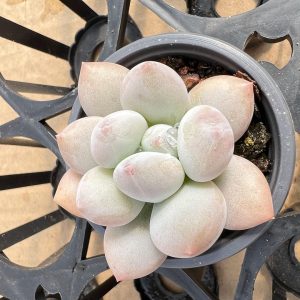 2‘’Rare Succulent Echeveria Snow Demon， Single head 5cm Pot  1 Live Mini Succulent Plant Fully Rooted in 2 inch Starter Pot with Soil Mix.  Real House Plant for Indoor Outdoor Home.  for Office Wedding Decoration DIY Projects Party Favor Gift.