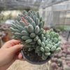 4.75‘’Live Succulent Echeveria Pachyveria 'Clavifolia'，  2 Heads 9cm Pot Ships with potting soil Ideal for landscaping, gardens