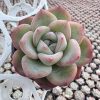 2‘’Rare Succulent Echeveria Echeveria Sensation，  Single head 5cm Pot  1 Live Mini Succulent Plant Fully Rooted in 2 inch Starter Pot with Soil Mix.  Real House Plant for Indoor Outdoor Home.  for Office Wedding Decoration DIY Projects Party Favor Gift.