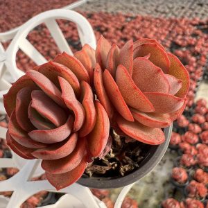 Rare Succulent Echeveria 'Suyon'， 2 Heads 5cm Pot  1 Live Mini Succulent Plant Fully Rooted in 2 inch Starter Pot with Soil Mix.  Real House Plant for Indoor Outdoor Home.  for Office Wedding Decoration DIY Projects Party Favor Gift.