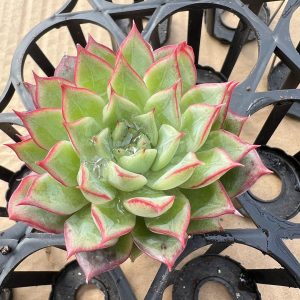 Echeveria Lotus Lantern，  Single head 5cm Pot Live Succulents Plants  1 Live Mini Succulent Plant Fully Rooted in 2 inch Starter Pot with Soil Mix.  Real House Plant for Indoor Outdoor Home.  for Office Wedding Decoration DIY Projects Party Favor Gift.