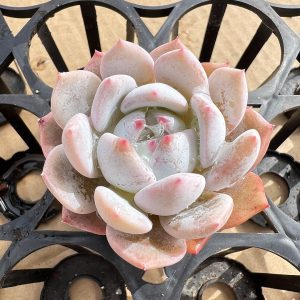 2‘’Rare Succulent Echeveria elegans 'Potosina'，Single head 5cm Pot 1 Live Mini Succulent Plant Fully Rooted in 2 inch Starter Pot with Soil Mix. Real House Plant for Indoor Outdoor Home. for Office Wedding Decoration DIY Projects Party Favor Gift.