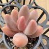 Echeveria Red Fingers/Pachysedum'Ganzhou'，Single head 5cm Pot 1 Live Mini Succulent Plant Fully Rooted in 2 inch Starter Pot with Soil Mix. Real House Plant for Indoor Outdoor Home. for Office Wedding Decoration DIY Projects Party Favor Gift.