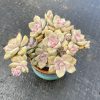 Graptopetalum 'Purple-Delight'/ 'Snow-White' 5 Heads or more，Cluster 12cm Pot Real House Plant for Indoor Outdoor Home. for Office Wedding Decoration DIY Projects Party Favor Gift. Bare Roots Delivery  Ideal for landscaping, gardens 5 heads or more..