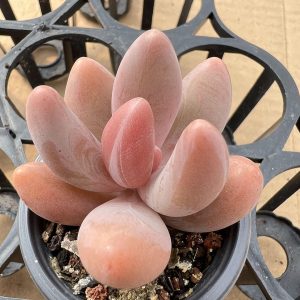 Echeveria Red Fingers/Pachysedum'Ganzhou'，3 Heads 5cm Pot Live Succulent，Mini House Plant 1 Live Mini Succulent Plant Fully Rooted in 2 inch Starter Pot with Soil Mix. Real House Plant for Indoor Outdoor Home. for Office Wedding Decoration DIY Projects Party Favor Gift.