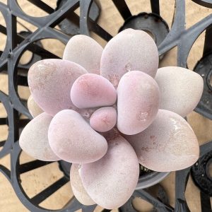 2‘’Rare Succulent Echeveria Graptopetalum Amethystinum， 1 Live Mini Succulent Plant Fully Rooted in 2 inch Starter Pot with Soil Mix. Real House Plant for Indoor Outdoor Home. for Office Wedding Decoration DIY Projects Party Favor Gift.