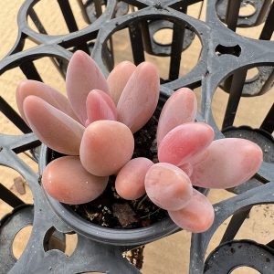 Echeveria Red Fingers/Pachysedum'Ganzhou'，3 Heads 5cm Pot Live Succulent，Mini House Plant 1 Live Mini Succulent Plant Fully Rooted in 2 inch Starter Pot with Soil Mix. Real House Plant for Indoor Outdoor Home. for Office Wedding Decoration DIY Projects Party Favor Gift.